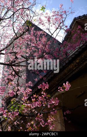 Amazing Da Lat cherry blossom bloom in pink from Sakura tree,  big trunk of Mai Anh Dao on old building background from bottom view under blue sky spr Stock Photo