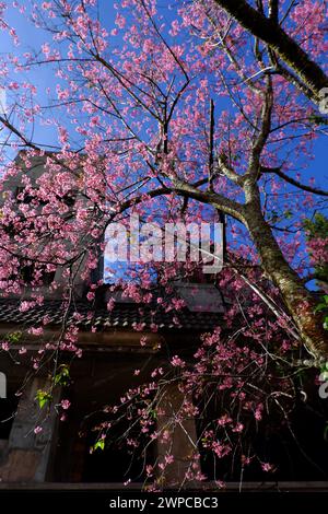 Amazing Da Lat cherry blossom bloom in pink from Sakura tree,  big trunk of Mai Anh Dao on old building background from bottom view under blue sky spr Stock Photo