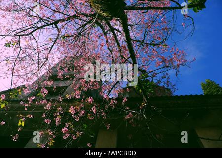 Amazing Da Lat cherry blossom bloom in pink from Sakura tree,  big trunk of Mai Anh Dao on old building background from bottom view under blue sky spr Stock Photo