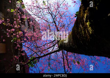 Amazing Da Lat cherry blossom bloom in pink from Sakura tree,  big trunk of Mai Anh Dao on old building background from bottom view under blue sky spr Stock Photo