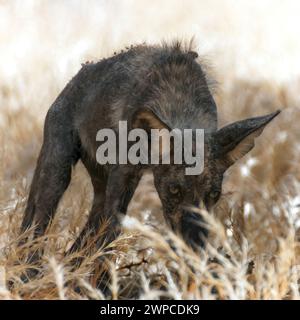 Young Coyote with very dark fur, possibly recovering from mange (skin disease). Round Valley Regional Preserve, Contra Costa County, California. Stock Photo