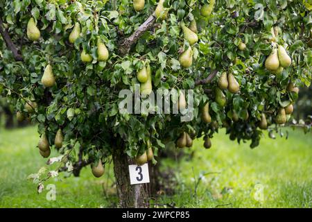 Beveren, East Flanders, Belgium. 2nd Sep, 2023. A pear tree with row number in a pear orchard in Beveren, Belgium is one of the largest producers of pears in European Union. In 2023, the estimated pear harvest in Belgium was 412,000 tons, which was a 19% increase in just one year. (Credit Image: © Karol Serewis/SOPA Images via ZUMA Press Wire) EDITORIAL USAGE ONLY! Not for Commercial USAGE! Stock Photo