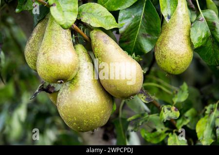 Beveren, East Flanders, Belgium. 2nd Sep, 2023. Pears are hanging on a tree in a pear orchard in Beveren. Belgium is one of the largest producers of pears in European Union. In 2023, the estimated pear harvest in Belgium was 412,000 tons, which was a 19% increase in just one year. (Credit Image: © Karol Serewis/SOPA Images via ZUMA Press Wire) EDITORIAL USAGE ONLY! Not for Commercial USAGE! Stock Photo