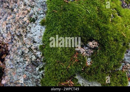 scotch or irish moss growing on a stone in the shape of a heart. Concept of loving to garden. Stock Photo