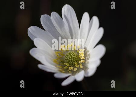 Close up image of the beautiful white of an Anemone blanda alba flower also known as Grecian windflower or Balkan anemone. Isolated on a natural dark Stock Photo