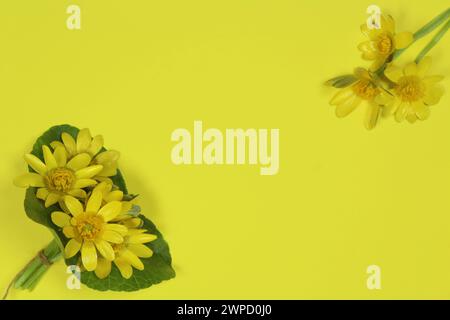 Lesser celandine (Ranunculus ficaria) flowers with green leaves isolated on yellow background. Space for text, top view. Stock Photo