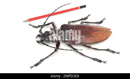 Illustration of a record specimen of the south american beetle species Titanus giganteus, the titan beetle. Perhaps the largest insect ever recorded. Stock Photo