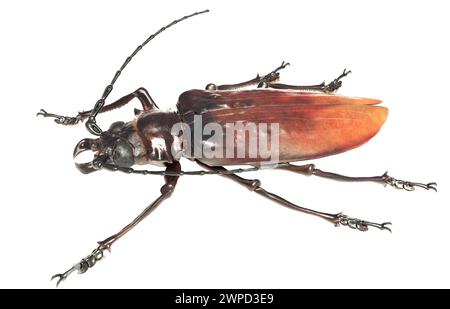 Illustration of a record specimen of the south american beetle species Titanus giganteus, the titan beetle. Perhaps the largest insect ever recorded. Stock Photo