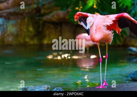 Pink flamingo gracefully spreads its wings while standing beside the serene lake. Stock Photo