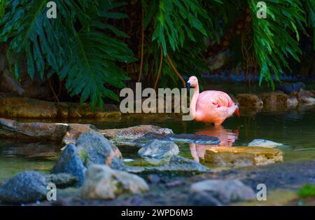 Pink flamingo standing gracefully beneath the shade of palm branches with its legs immersed in the water. Stock Photo