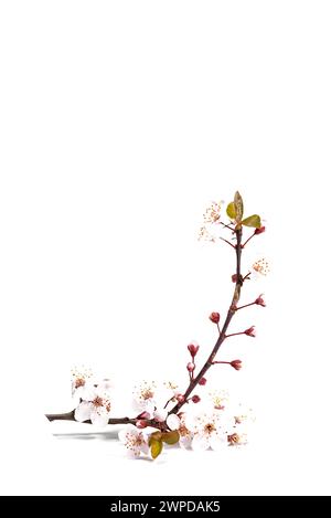 Blooming cherry plum against a white background Stock Photo