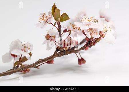 Blooming cherry plum against a white background Stock Photo