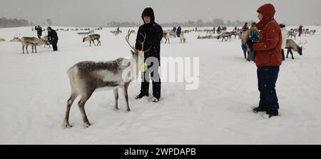 people are feeding reindeer on a Saami farm near Tromso in northern Norway Stock Photo