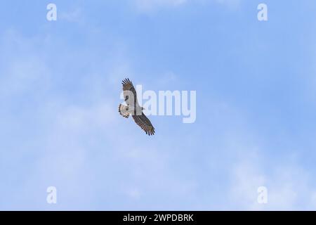 A short toed snake eagle in flight, blue sky, sunny day in springtime, Cres (Croatia) Stock Photo