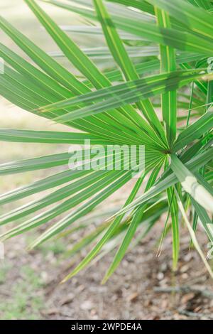 The palm tree leaves reaching the ground in a tropical setting Stock Photo