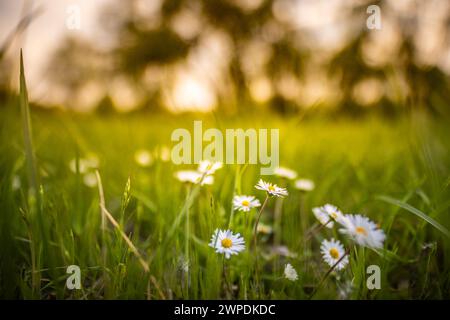 Beautiful nature flowers. Abstract sunset field landscape grass meadow on soft green blue sunset sunrise time. Tranquil spring summer nature closeup Stock Photo