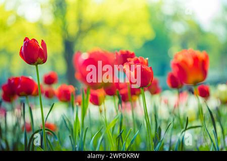 Closeup nature view of amazing red tulips blooming in garden. Spring flowers under sunlight. Natural sunny flower plants romantic landscape Stock Photo