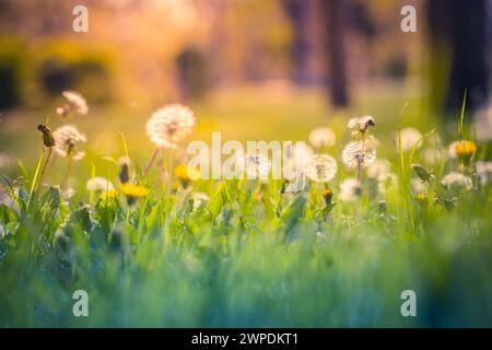 Dandelions on the field. Blurred nature sunset meadow field. Peaceful freshness artistic scenery. Closeup dandelion nature landscape Stock Photo