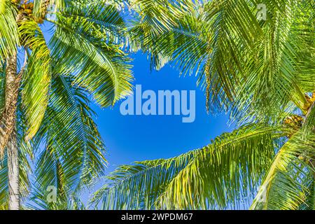 Green palm trees against blue sky and white clouds. Tropical jungle forest with bright blue sky, panoramic nature. Idyllic natural landscape frame Stock Photo