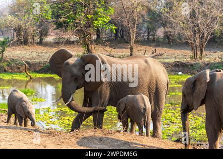 Two female African elephants (Loxodonta Africana) with calves standing next to a watercourse in South Luangwa National Park in Zambia, Southern Africa Stock Photo