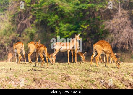A group of female impalas (Aepyceros melampus) and puku (Kobus vardonii) grazing in South Luangwa National Park in Zambia, Southern Africa Stock Photo