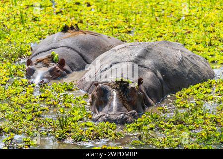 Two hippopotamuses (Hippopotamus amphibius) wallowing in a pool in South Luangwa National Park in Zambia, Southern Africa Stock Photo