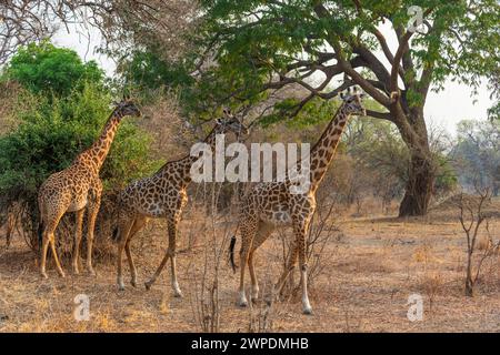 Three female Thornicroft's giraffes (Giraffa camelopardalis thornicrofti) walking in South Luangwa National Park in Zambia, Southern Africa Stock Photo