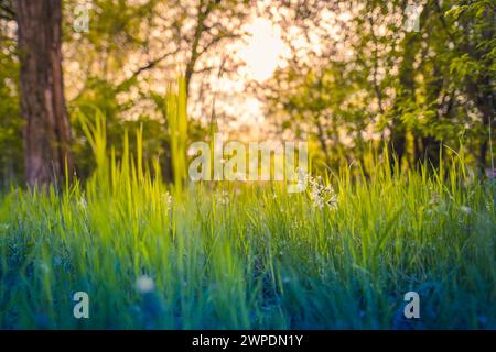 Beautiful close up ecology nature landscape with meadow. Abstract grass background. Stock Photo