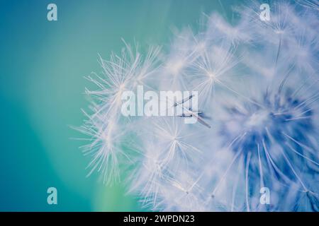 Closeup of dandelion with blurred background, artistic nature closeup. Spring summer meadow field banner. Beautiful relaxing macro photo, sunny spring Stock Photo