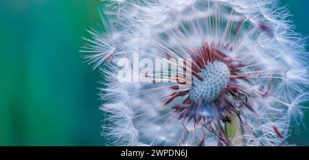 Closeup of dandelion with blurred background, artistic nature closeup. Spring summer meadow field banner. Beautiful relaxing macro photo, sunny spring Stock Photo