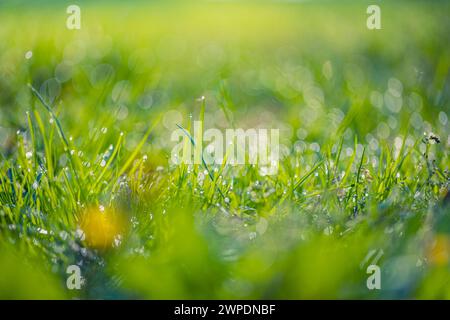 Peaceful landscape with sun in the forest and meadow at sunset. Fresh green grass closeup, blurred trees and warm sunlight foliage. Idyllic nature Stock Photo