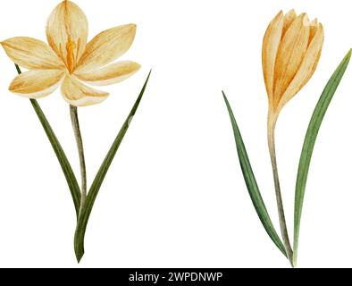 vector crocus flower in yellow color, drawn in watercolor, isolated on white. Hand drawn botanical illustration. Elements for cards, logos, prints Stock Vector