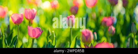 Closeup nature view of amazing red pink tulips blooming in garden. Spring flowers under sunlight. Natural sunny flower plants landscape and blur Stock Photo