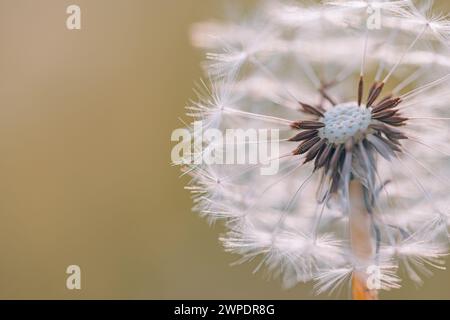 Closeup of abstract dandelion, artistic nature closeup. Spring summer background. Beautiful macro dandelion flower with shallow focus in springtime Stock Photo