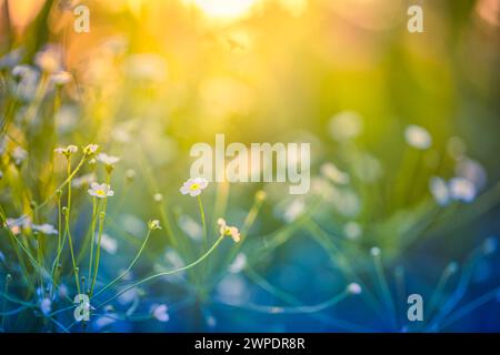 Abstract soft focus sunset field landscape of white flowers and grass meadow warm golden hour sunset sunrise time. Tranquil spring summer nature Stock Photo