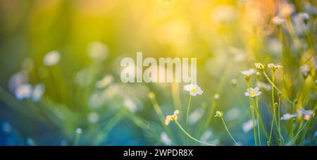 Abstract soft focus sunset field landscape of white flowers and grass meadow warm golden hour sunset sunrise time. Tranquil spring summer nature Stock Photo