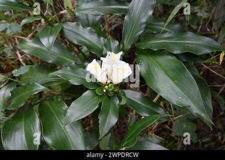 View of a white flower cluster of a Spiral Ginger plant (Costus Dubius) blooming in a wild area Stock Photo