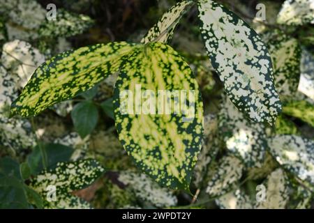 Beautiful yellow and green variegated colored leaves of a Gold dust Dracaena (Dracaena surculosa) twig in the garden. This garden plant is also known Stock Photo