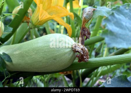 Ripe fruit and yellow flowers hang on the branches of a zucchini bush. Stock Photo