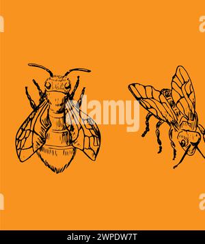 Honey bee flying sketch. Vintage drawing, outline vector. Vector illustration can used for poster, cards, banner and label. Retro style. Stock Vector