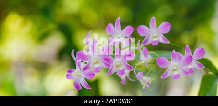 Beautiful orchid flower blooming at tropical garden. Vivid floral petals with blurred tropical park foliage. Palm trees exotic botanical plants nature Stock Photo