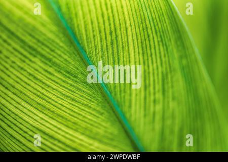 Palm leaf texture natural tropical green leaf close up banner. Abstract palm leaf macro, bright fresh green foliage nature background. Tranquil exotic Stock Photo