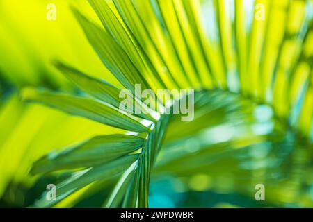 Palm leaf texture natural tropical green leaf close up banner. Abstract palm leaf macro, bright fresh green foliage nature background. Tranquil exotic Stock Photo