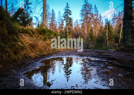 03.01.2023 Abgestorbene Fichten stehen an Deutschlands ältester Talsperre, dem Oderteich im Nationalpark Harz. Die historische Talsperre ist von einem Rundwanderweg umgeben, der durch eine Moorlandschaft führt. Von diesem Weg aus kann man alle Fascetten des Wandels der Waldlandschaft erkennen. St. Andreasberg Niedersachsen Deutschland *** 03 01 2023 Dead spruce trees stand at Germanys oldest dam, the Oderteich in the Harz National Park The historic dam is surrounded by a circular hiking trail that leads through a moorland landscape From this trail you can see all the facets of the changing for Stock Photo