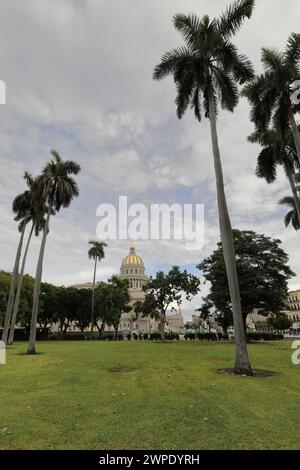 035 National Capitol seen from the south across a palm-dotted lawn in the Parque Fraternidad Park beside the Paseo del Prado promenade. Havana-Cuba. Stock Photo