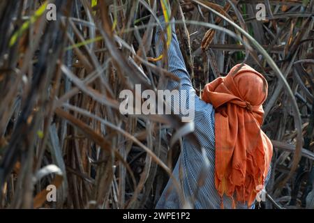 sugarcane farmer in sugar cane field, workers harvesting sugarcane plantation in the harvest season, sugar cane cutting workers in sugarcane fields. Stock Photo