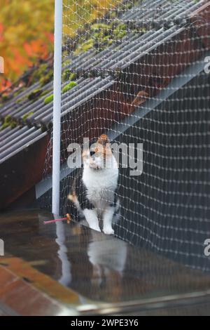 Calico cat on a roof - Felis catus Stock Photo