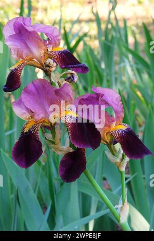 Iris is growing in garden. Purple or violet plant. Cultivated for its showy flowers. Gardening. Vertical view. Stock Photo