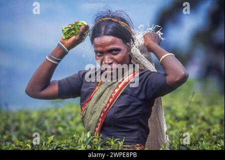 Sri Lanka, Haputele; woman working on a tea plantation, picking the young leaves. Stock Photo