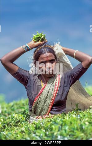 Sri Lanka, Haputele; woman working on a tea plantation, picking the young leaves. Stock Photo